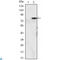 Myogenic Differentiation 1 antibody, LS-C812714, Lifespan Biosciences, Western Blot image 