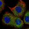B Cell Receptor Associated Protein 29 antibody, PA5-62029, Invitrogen Antibodies, Immunofluorescence image 