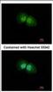 SLU7 Homolog, Splicing Factor antibody, NBP2-20402, Novus Biologicals, Immunofluorescence image 
