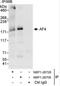 AF4/FMR2 Family Member 1 antibody, NBP1-28705, Novus Biologicals, Immunoprecipitation image 