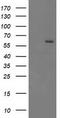 Cyp17 antibody, LS-C173230, Lifespan Biosciences, Western Blot image 