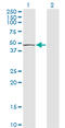 Tu Translation Elongation Factor, Mitochondrial antibody, LS-C139343, Lifespan Biosciences, Western Blot image 