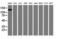 PTK7 antibody, LS-C173516, Lifespan Biosciences, Western Blot image 