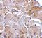 MAPK Associated Protein 1 antibody, A04068-1, Boster Biological Technology, Immunohistochemistry paraffin image 