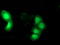 DnaJ Heat Shock Protein Family (Hsp40) Member B1 antibody, TA502245, Origene, Immunofluorescence image 
