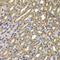 Cyclin A2 antibody, 23-065, ProSci, Immunohistochemistry paraffin image 