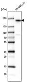 Erb-B2 Receptor Tyrosine Kinase 3 antibody, HPA045396, Atlas Antibodies, Western Blot image 