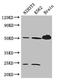 Alpha-tubulin 1 antibody, CSB-PA09499A0Rb, Cusabio, Western Blot image 