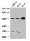 Tubulin alpha-4A chain antibody, CSB-PA09499A0Rb, Cusabio, Western Blot image 