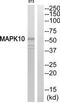 Mitogen-Activated Protein Kinase 10 antibody, TA312476, Origene, Western Blot image 