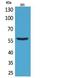 CD276 Molecule antibody, GTX34211, GeneTex, Western Blot image 