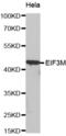 Eukaryotic Translation Initiation Factor 3 Subunit M antibody, abx003305, Abbexa, Western Blot image 