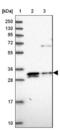 ELMO Domain Containing 2 antibody, NBP2-13956, Novus Biologicals, Western Blot image 