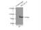 BCL2 Like 13 antibody, 16612-1-AP, Proteintech Group, Immunoprecipitation image 