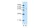 G-Rich RNA Sequence Binding Factor 1 antibody, PA5-41752, Invitrogen Antibodies, Western Blot image 