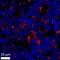 Bone Marrow Stromal Cell Antigen 2 antibody, NBP2-27154, Novus Biologicals, Immunofluorescence image 