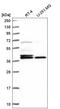 H2A Histone Family Member Y antibody, HPA050962, Atlas Antibodies, Western Blot image 