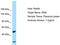 Ras And Rab Interactor 2 antibody, TA331221, Origene, Western Blot image 