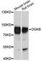 Diacylglycerol Kinase Beta antibody, abx125758, Abbexa, Western Blot image 