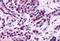 Frizzled Class Receptor 5 antibody, MBS242838, MyBioSource, Immunohistochemistry paraffin image 