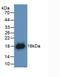 Interferon Gamma antibody, MBS2027150, MyBioSource, Western Blot image 