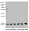 Mago Homolog, Exon Junction Complex Subunit antibody, LS-C676014, Lifespan Biosciences, Western Blot image 