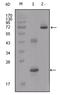 Insulin Like Growth Factor Binding Protein 2 antibody, AM06228SU-N, Origene, Western Blot image 