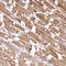 Inositol Polyphosphate-4-Phosphatase Type II B antibody, HPA037682, Atlas Antibodies, Immunohistochemistry frozen image 