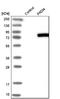 Peptidyl Arginine Deiminase 4 antibody, NBP1-87353, Novus Biologicals, Western Blot image 