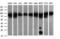Dynamin 1 Like antibody, LS-C174711, Lifespan Biosciences, Western Blot image 