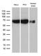 25-hydroxycholesterol 7-alpha-hydroxylase antibody, M03545, Boster Biological Technology, Western Blot image 