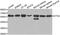 ETS Variant 6 antibody, orb48366, Biorbyt, Western Blot image 
