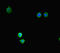 Lysine Demethylase 4A antibody, LS-C678419, Lifespan Biosciences, Immunofluorescence image 