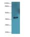 ER Lipid Raft Associated 1 antibody, LS-C375658, Lifespan Biosciences, Western Blot image 