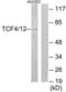 Transcription Factor 4 antibody, LS-C120435, Lifespan Biosciences, Western Blot image 