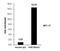 Histone Cluster 4 H4 antibody, NBP2-42861, Novus Biologicals, Chromatin Immunoprecipitation image 