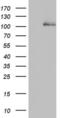 Cadherin 4 antibody, MA5-26687, Invitrogen Antibodies, Western Blot image 