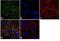 Phosphatidylethanolamine Binding Protein 1 antibody, 37-2100, Invitrogen Antibodies, Immunofluorescence image 