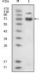 EPH Receptor B4 antibody, abx015710, Abbexa, Enzyme Linked Immunosorbent Assay image 