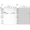 Protein Phosphatase, Mg2+/Mn2+ Dependent 1F antibody, PA5-56609, Invitrogen Antibodies, Western Blot image 