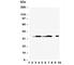 Annexin A5 antibody, R30176, NSJ Bioreagents, Western Blot image 