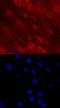 Distal-Less Homeobox 5 antibody, MAB6710, R&D Systems, Immunofluorescence image 
