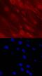 Distal-Less Homeobox 5 antibody, MAB6710, R&D Systems, Immunofluorescence image 