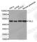 Transducin Beta Like 2 antibody, A4628, ABclonal Technology, Western Blot image 