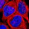 Chloride Intracellular Channel 3 antibody, NBP1-89465, Novus Biologicals, Immunofluorescence image 