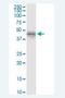 Myosin Light Chain Kinase Family Member 4 antibody, H00340156-M01-100ug, Novus Biologicals, Western Blot image 