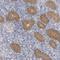 Gamma-Glutamylcyclotransferase antibody, HPA029914, Atlas Antibodies, Immunohistochemistry frozen image 