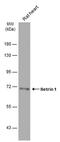 Netrin 1 antibody, PA5-78289, Invitrogen Antibodies, Western Blot image 