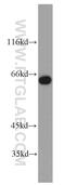 Poly(U) Binding Splicing Factor 60 antibody, 10810-1-AP, Proteintech Group, Western Blot image 