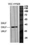 Kruppel Like Factor 1 antibody, A02450-1, Boster Biological Technology, Western Blot image 